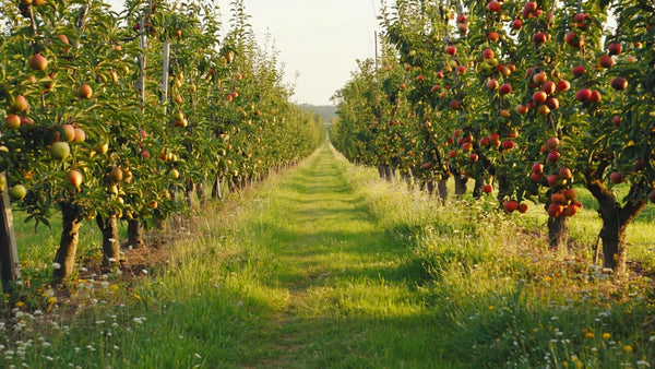 Fruit Gift of the Month Club