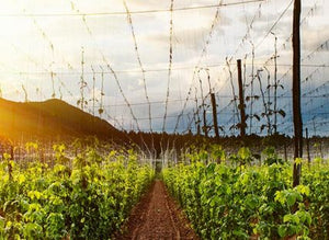 Featured Breweries: Mendocino Brewery