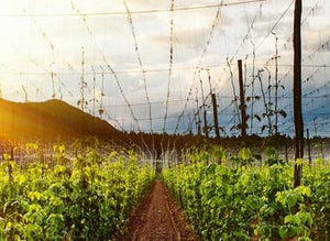 Featured Breweries – Cisco Brewery