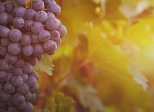 Wine Spotlight: One Chain Vineyards - The Exhibitionist Merlot 2014