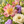 Illustrative close-up of pink, purple and cream flower petals with greenery